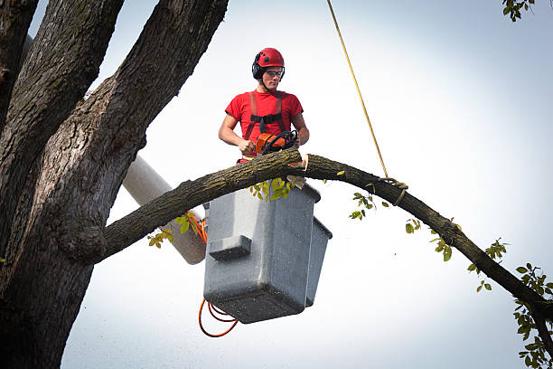 How Our Tree Care Process Works  in Mingo Junction, OH