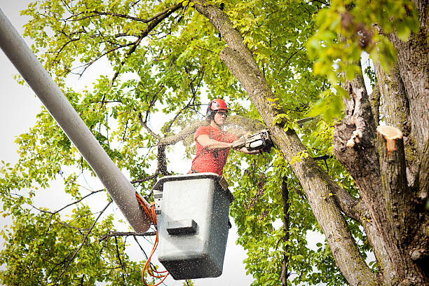 Seasonal Cleanup (Spring/Fall) in Mingo Junction, OH